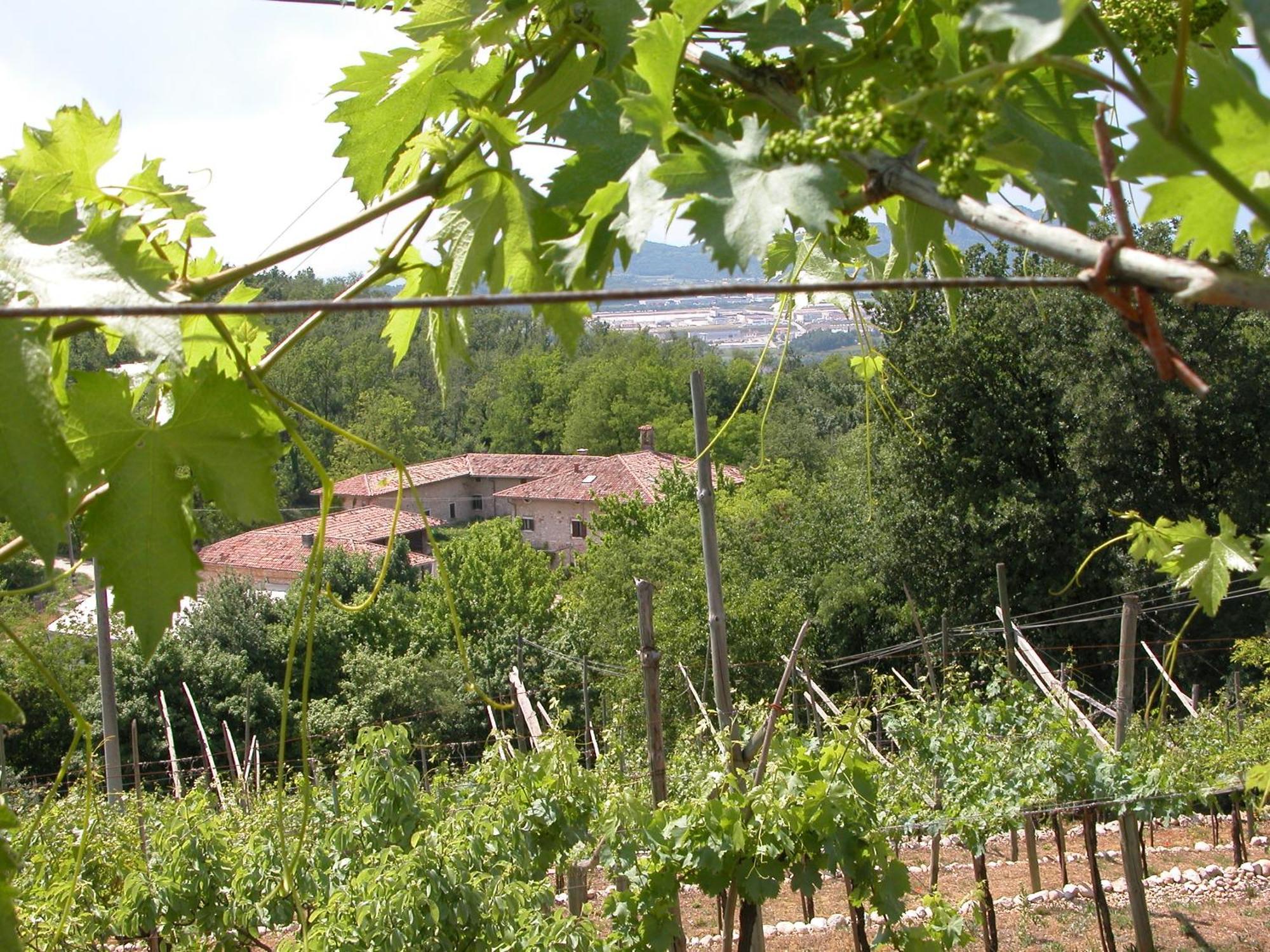 Agriturismo Ca' Verde SantʼAmbrogio di Valpolicella Exteriér fotografie